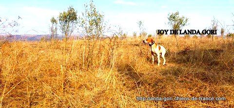 de landa gori - JOY DE LANDA GORI..Training chasse au MAROC !!