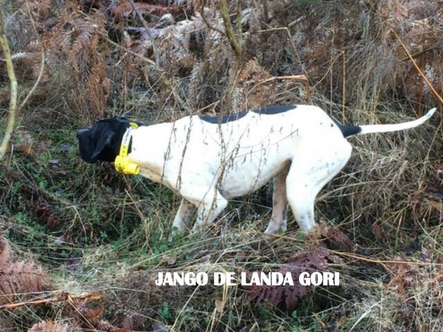 de landa gori - JANGO DE LANDA GORI...Chasse à la becasse !!!