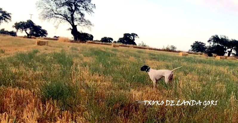 de landa gori - TXOKO DE LANDA GORI/Entraînement Perdreaux Espagne