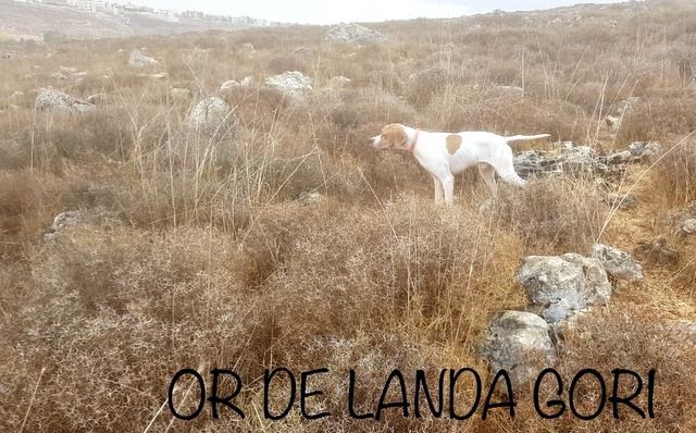 de landa gori - OR DE LANDA GORI ;Chasse la caille au LIBAN !