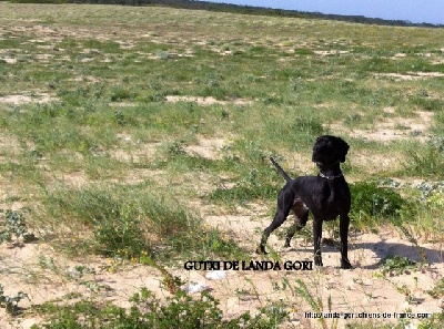 de landa gori - GUTXI DE LANDA GORI  ...Training !!