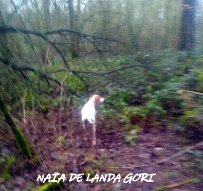 de landa gori - NAÏA DE LANDA GORI  chasse faisan naturel  NORD !