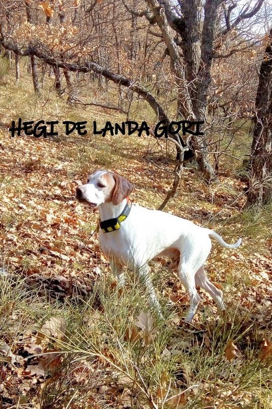 de landa gori - HEGI DE LANDA GORI : bécasse en montagne ALPES !