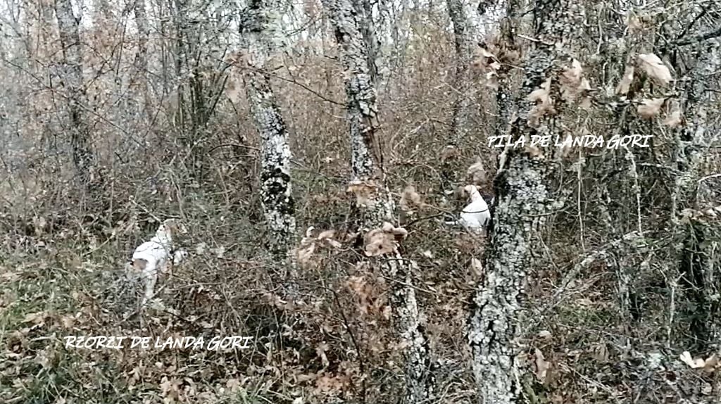 de landa gori - PILA et RZORZI DE LANDA GORI :Chasse la bécasse montagne Basque Sud !