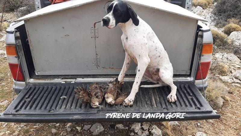 de landa gori - PYRENE DE LANDA GORI ;Chasse bécasse GRECE !