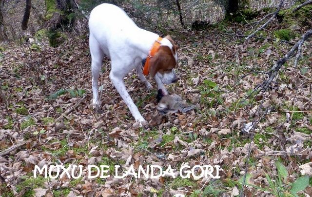 de landa gori - MUXU DE LANDA GORI ; Chasse la bécasse en Montagne ALPES!