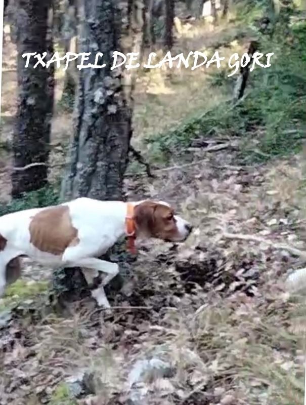 de landa gori - TXAPEL DE LANDA GORI /Chasse la bécasse/Montagnes ALPES