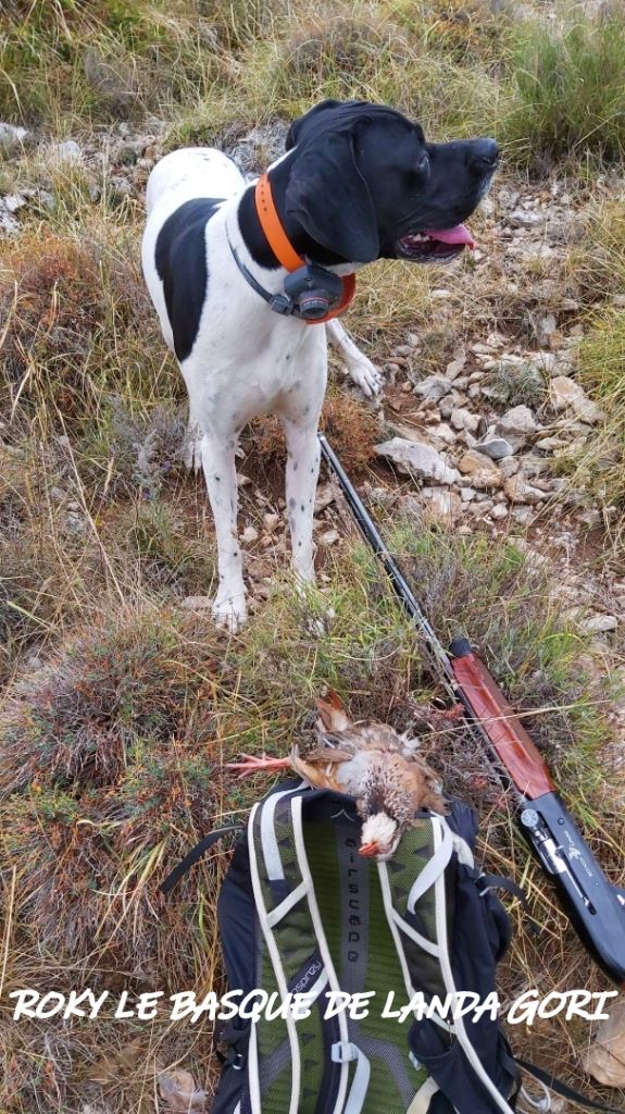 de landa gori - ROCKY LE BASQUE DE LANDA GORI:Chasse perdreaux alpes !