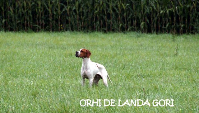 de landa gori - ORHI DE LANDA GORI :Arrêt sur une compagnie de perdreaux ..NORD !