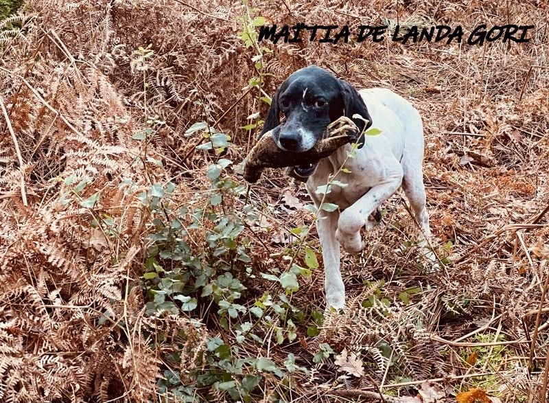 de landa gori - MAITIA DE LANDA GORI :Chasse la bécasse montagne Nord PAYS BASQUE !