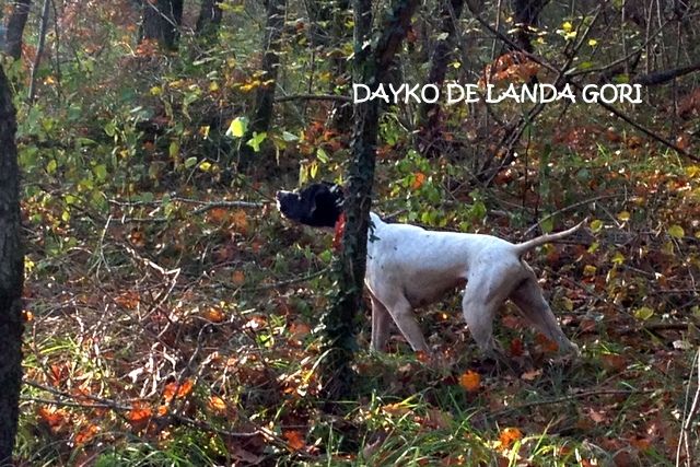 de landa gori - DAYKO et MYJKA DE LANDA GORI ..Superbe ouverture de la chasse !!!