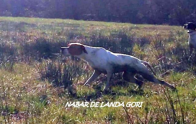 de landa gori - NABAR et NADAù DE LANDA GORI :Entraînement sur bécassines !