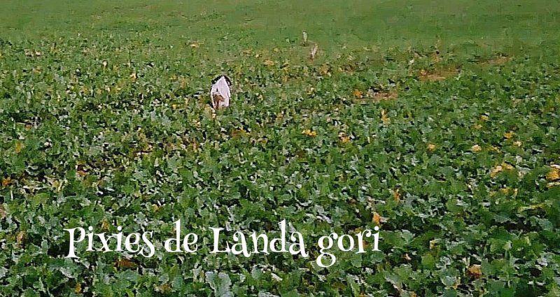 de landa gori - PIXIES LANDA GORI Entraînement chasse perdreauxNORD 