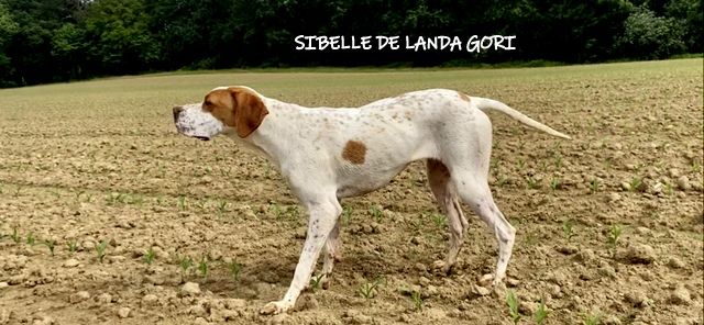 de landa gori - SIBELLE DE LANDA GORI ;TAN . AQUITAINE SUD !