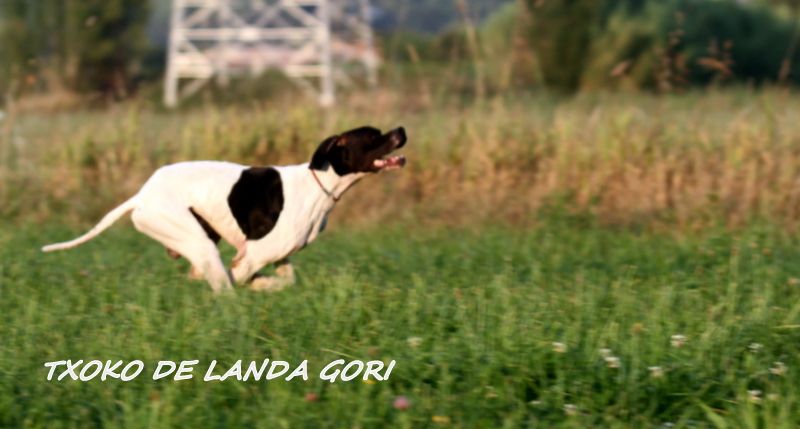 de landa gori - TXOKO DE LANDA GORI ;Ouverture de la chasse LUBERON !