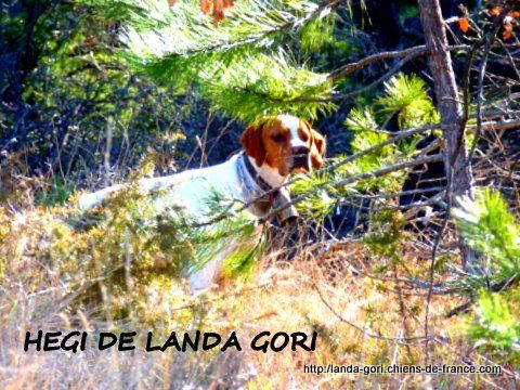 de landa gori - HEGI DE LANDA GORI...Training sur bécasses !!