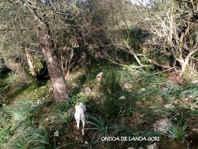 de landa gori - ONDOA DE LANDA GORI(4 mois) ;Chasse la bécasse :BALEARES ..!