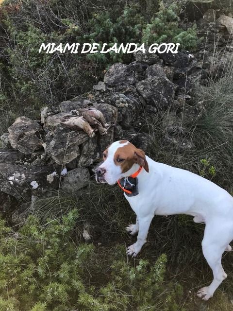 de landa gori - MIAMI DE LANDA GORI ;Chasse bécasse bartavelle montagne PYRENEES !