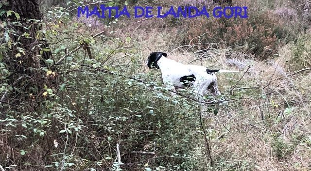 de landa gori - MAÏTIA DE LANDA GORI :Chasse à la bécasse !