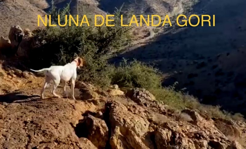 de landa gori - NLUNA DE LANDA GORI :Chasse perdrix Gambras Atlas MAROC !