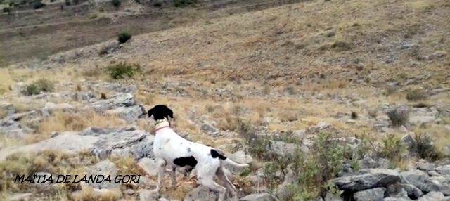 de landa gori - MAÏTIA DE LANDA GORI :Entraînement chasse montagne ESPAGNE !