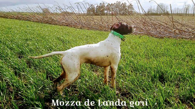 de landa gori - MOZZA DE LANDA GORI 1er EXCELLENT FINVILLERS