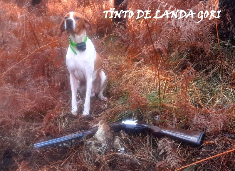 de landa gori - TÎNTO DE LANDA GORI/Chasse la bécasse Sud GIRONDE