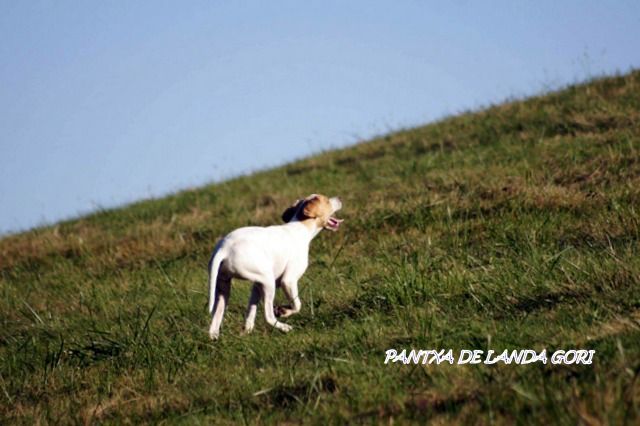 de landa gori - PANTXA DE LANDA GORI 5 mois Chasse la caille en montagne (31)