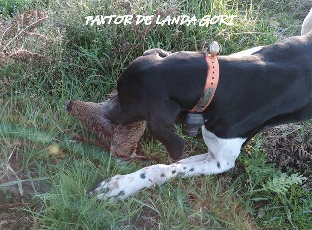 de landa gori - PAXTOR DE LANDA GORI ;Chasse bécasse LANDES !