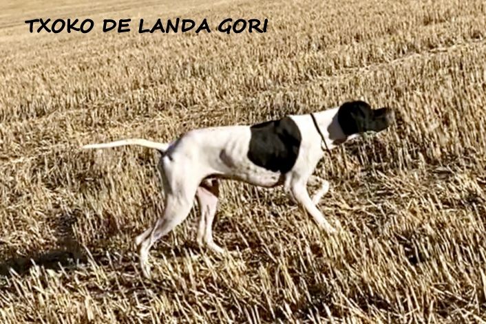 de landa gori - TXOKO DE LANDA GORI :Chasse la caille ESPAGNE !