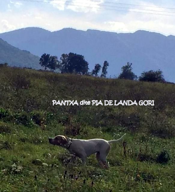 de landa gori - PANTXA dite PIA DE LANDA GORI Chasse bécasse Montagne Pyrenees !