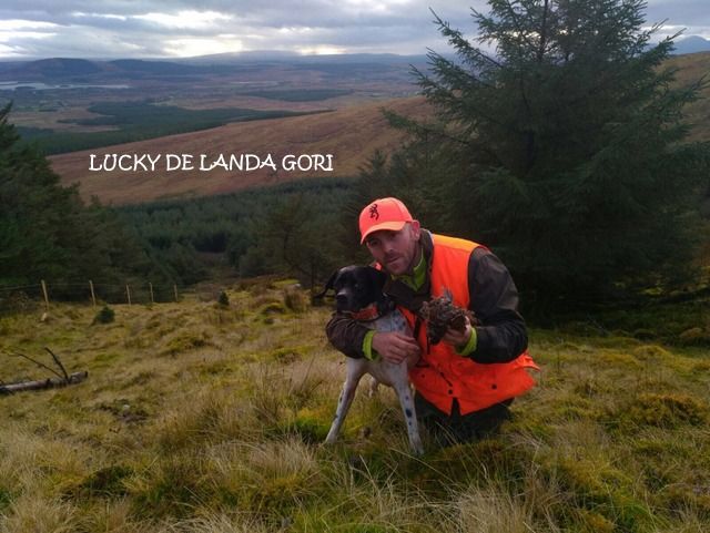 de landa gori - LUCKY DE LANDA GORI : Chasse la bécasse en IRLANDE ..!