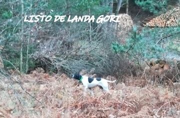 de landa gori - LISTO DE LANDA GORI :Chasse la bécasse  ARDECHE !