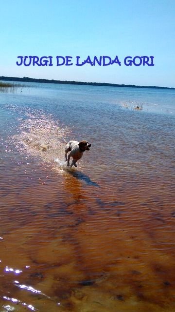 de landa gori - JURGI DE LANDA GORI ..Bain avant chasse !!!