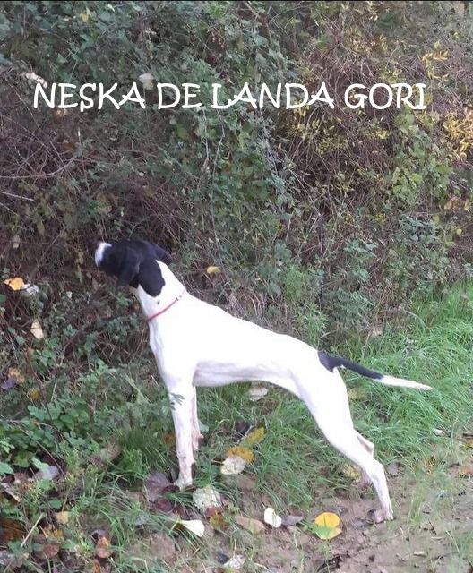 de landa gori - NESKA DE LANDA GORI (8 mois) Chasse la bécasse en Turquie ..!