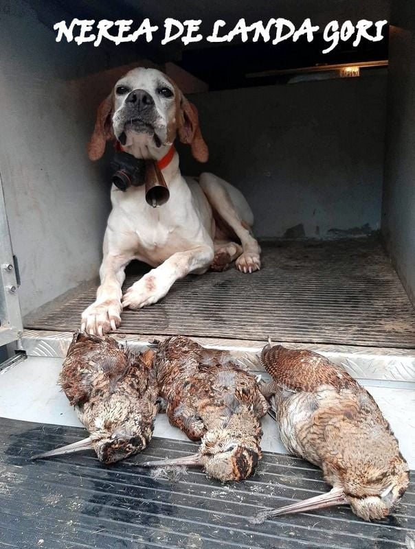 de landa gori - NEREA DE LANDA GORI /Chasse la bécasse MORBIHAN !