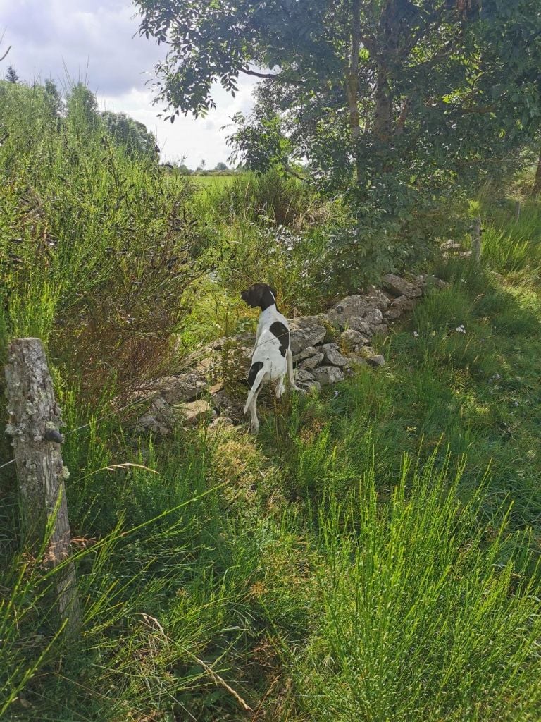 de landa gori - VINCI DE LANDA GORI( 4,5 mois) Arrêt sur perdreaux naturels/ARDECHE