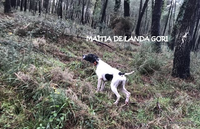 de landa gori - MAÏTIA DE LANDA GORI : Chasse à la bécasse ..!