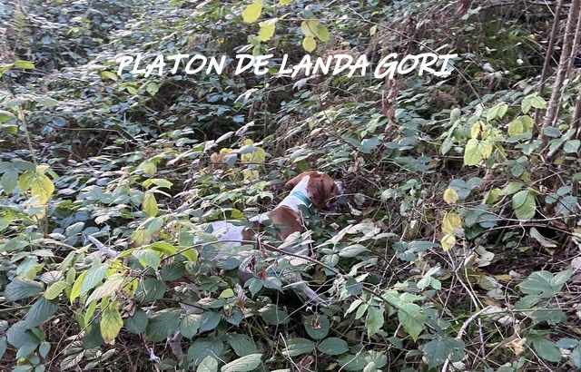 de landa gori - PLATON DE LANDA GORI :Chasse bécasses PUY DE DOME !