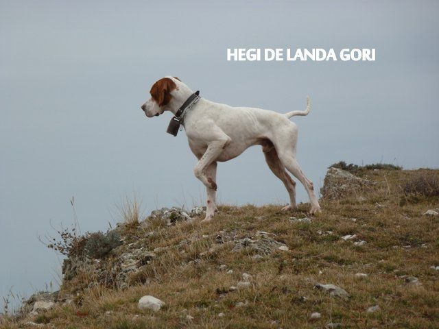 de landa gori - HEGI DE LANDA GORI...Chasse montagne !!!