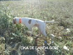 de landa gori - OKA DE LANDA GORI.3mois .1er arrêt..!