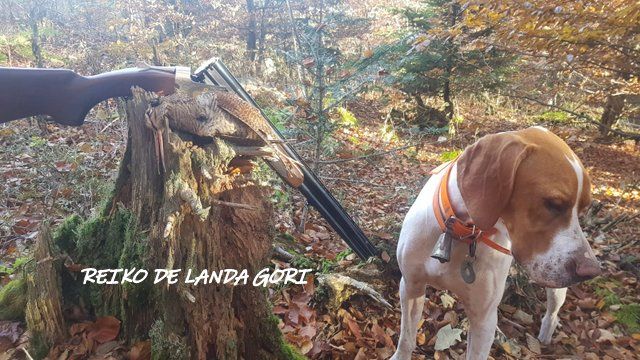 de landa gori - REIKO DE LANDA GORI ; Chasse Bécasse DOUBS !