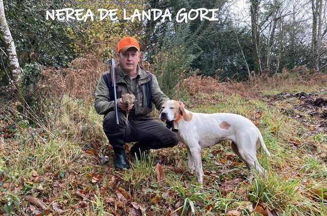 de landa gori - NEREA DE LANDA GORI :Chasse bécasse BRETAGNE !