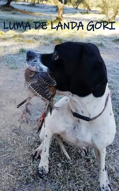 de landa gori - LUMA DE LANDA GORI ; Chasse la bécasse HERAULT