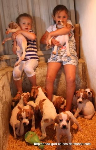 de landa gori - LOLA et INES..Et les chiots de B-O !!!