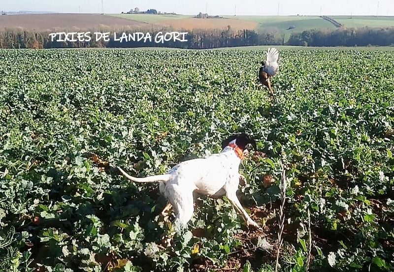 de landa gori - PIXIES DE LANDA GORI  : Entraînement NORD !