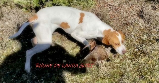 de landa gori - RHUNE DE LANDA GORI :Chasse la bécasse LUBERON !