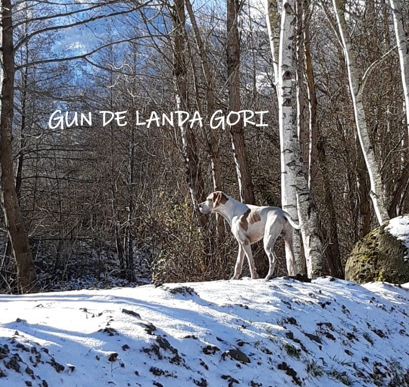 de landa gori - "petit"GUN DE LANDA GORI Entrainement Chasse bécasse HAUTES PYRENEES !