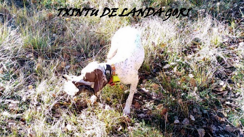 de landa gori - TXINTU DE LANDA GORI :Chasse la bécasse LUBERON !