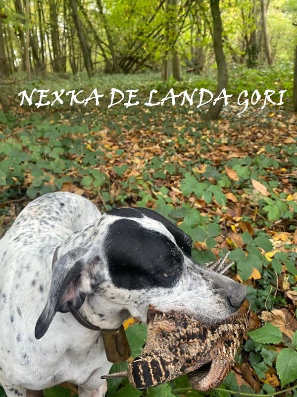 de landa gori - NEXKA DE LANDA GORI/Chasse la bécasse/AISNE